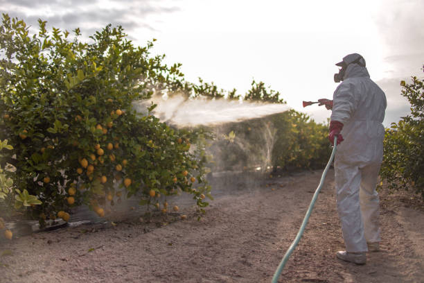 Reliable Ocoee, FL Pest Control Solutions