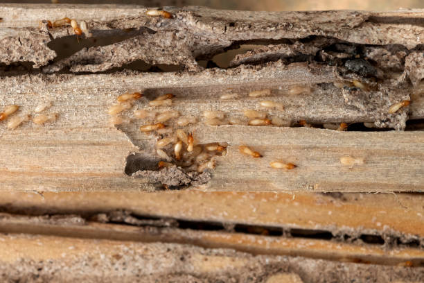 Spider Control Near Me in Ocoee, FL